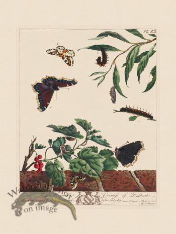 Moses Harris Insects 12